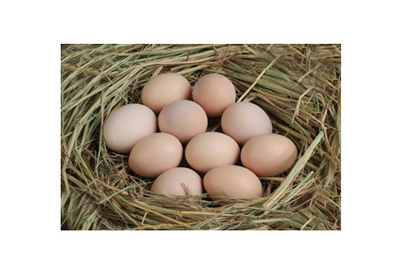 特色禽蛋-農(nóng)樂網(wǎng)-優(yōu)質(zhì)農(nóng)產(chǎn)品訂購(gòu)平臺(tái)和生態(tài)農(nóng)業(yè)旅游