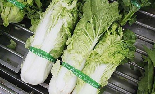 農產品上行不曾停歇,社員網再助商都農戶上行白菜68,000斤