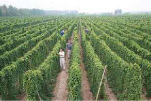 西北農產品 讓農產品搭上互聯網啟航